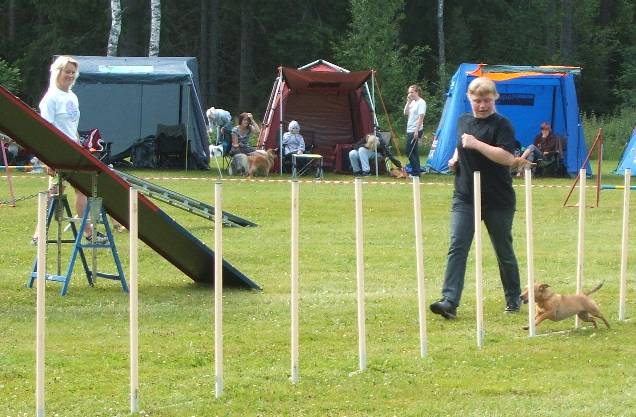 Agilitytvling i Hllefors 29 juni 2008